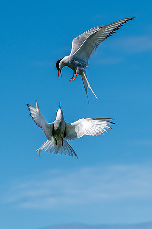 Tern Wars -1