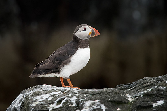 Puffin Portrait -2