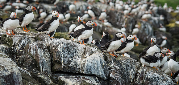 Puffin Colony