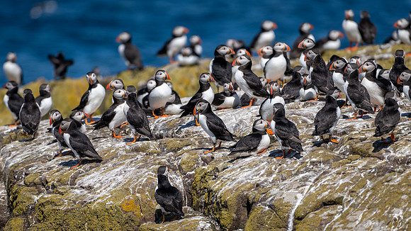 Puffin Colony