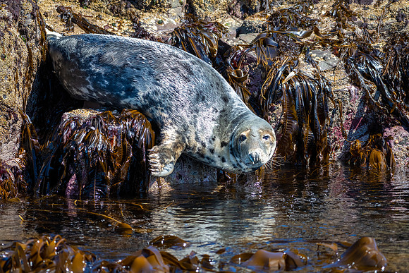Grey Seal -3