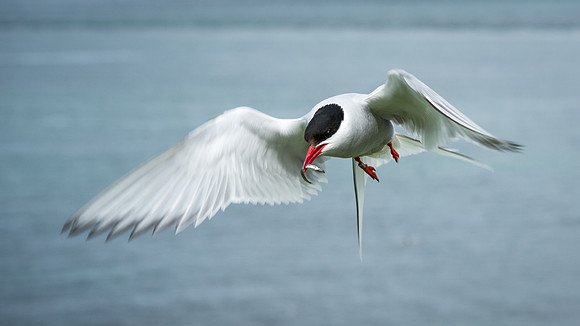 Arctic Tern with Fish - 2