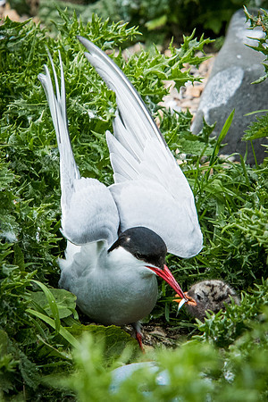 Tern Feeding Chick