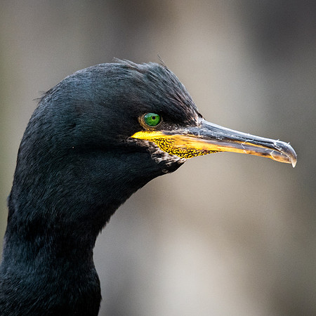 Shag Portrait