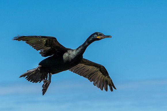 Shag Landing