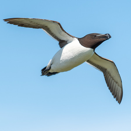 Razorbill