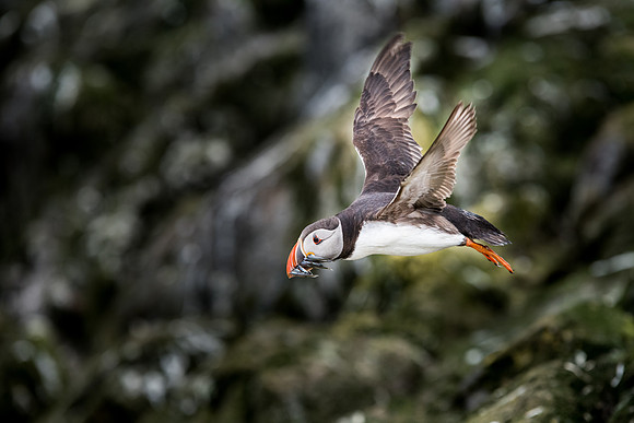 Puffin with Sand Eels -4