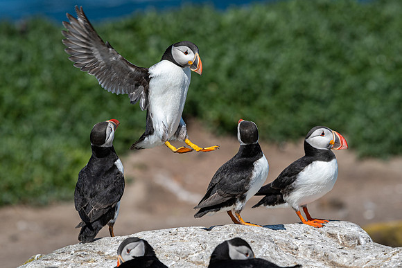 Puffin Landing -3