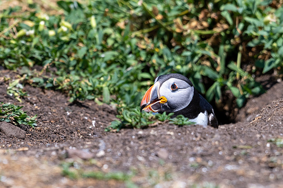Sticking Head Out of Burrow