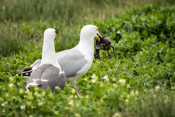 Stealing Puffin Chick