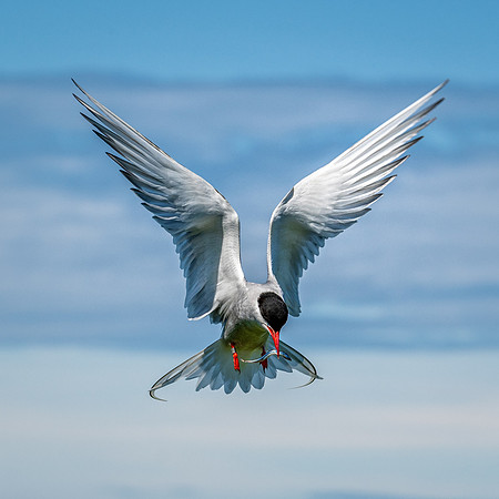 Arctic Tern With Fish -2