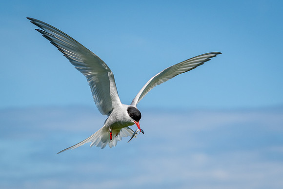 Arctic Tern With Fish -1