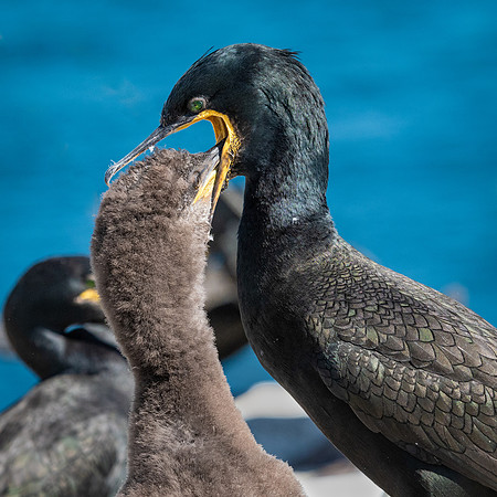 Feeding Junior