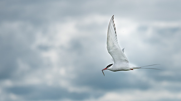 Arctic Tern With Fish -1