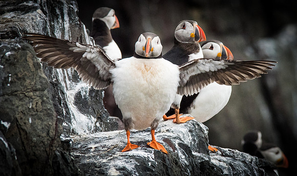 Stretching his Wings