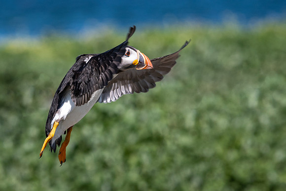 Puffin Landing -1