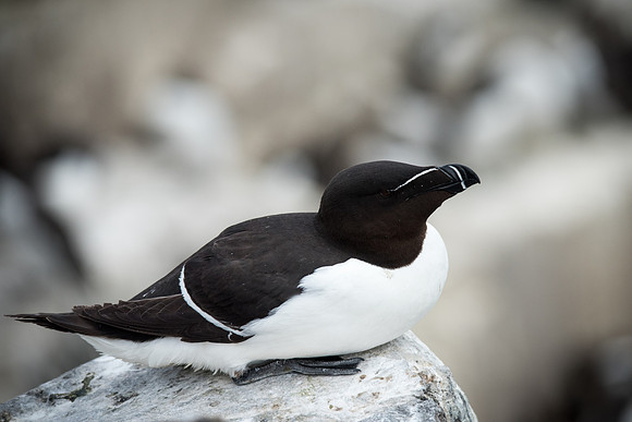 Razorbill Resting