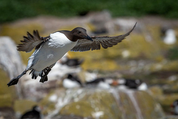 Guillemot -2