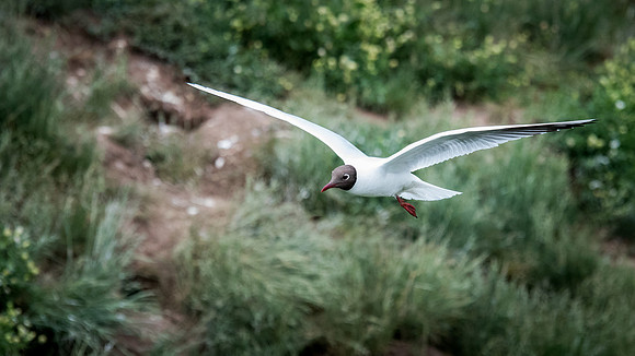 Black Headed Gull