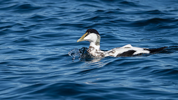 Farne Islands Eider Duck Male