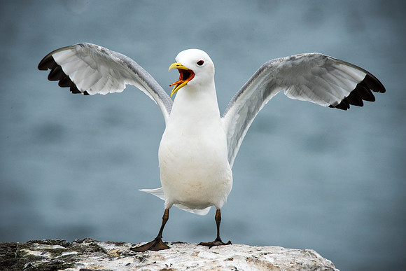 Kittiwake Making a Racket