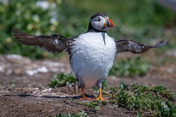 Puffing Puffin -2