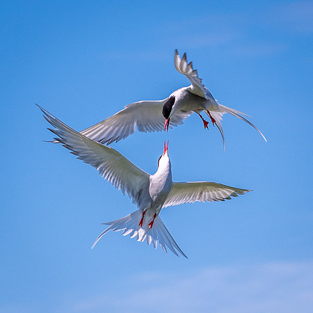 Tern Wars -3