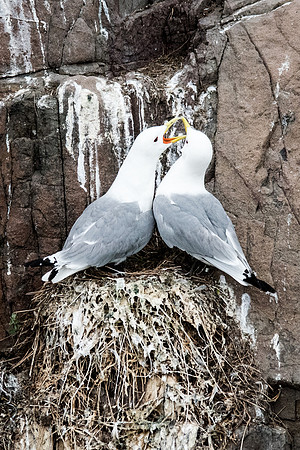 Pair of Kittiwakes