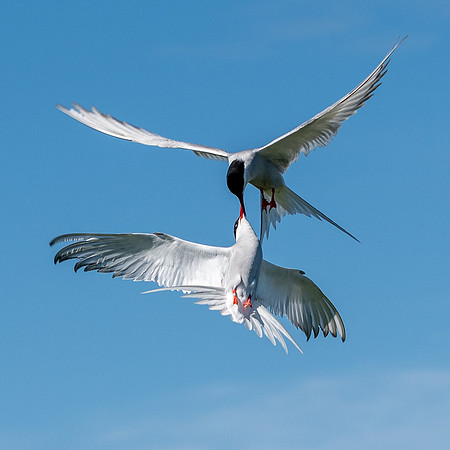 Tern Wars -4