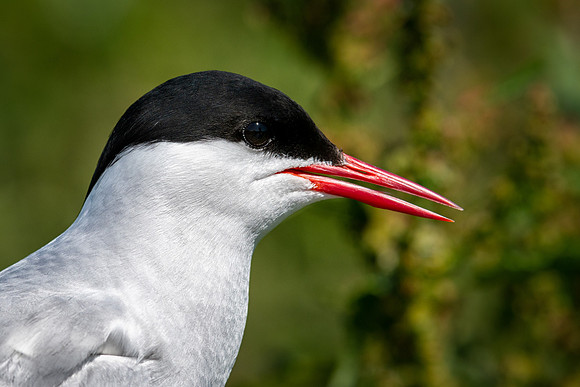 Arctic Tern Close-Up