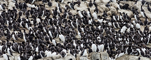 Guillemot Colony -1