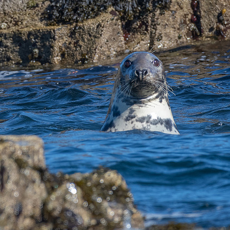 Farne Islands Grey Seal -3