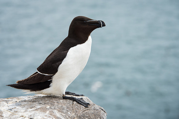 Razorbill -2