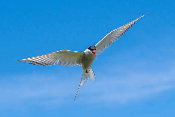 Arctic Tern -3