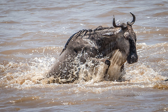 A Wildebeest in the Mara River, Serengeti Side