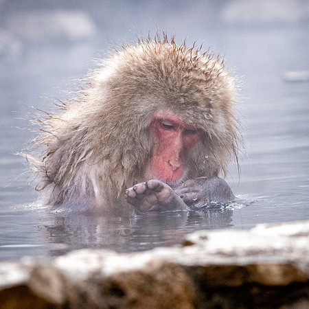 Snow Monkeys -18