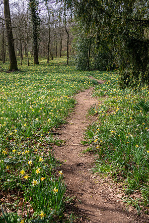 Wild Daffodils-15