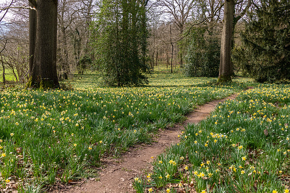 Wild Daffodils-18