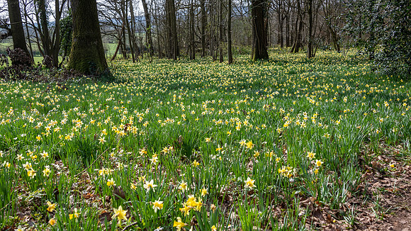 Wild Daffodils-12