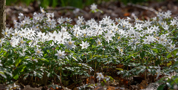 Wild Daffodils-6