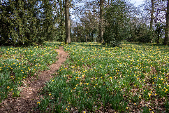 Wild Daffodils-13