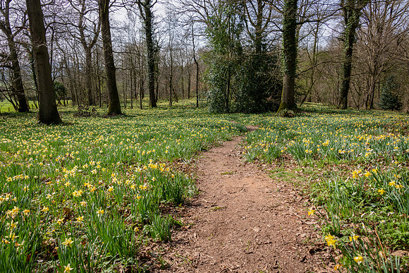 Wild Daffodils-14