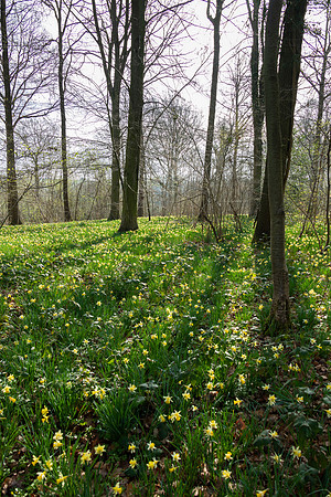 Wild Daffodils-2