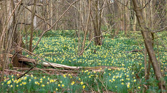 Wild Daffodils-1