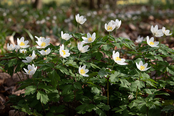 Wild Daffodils-8