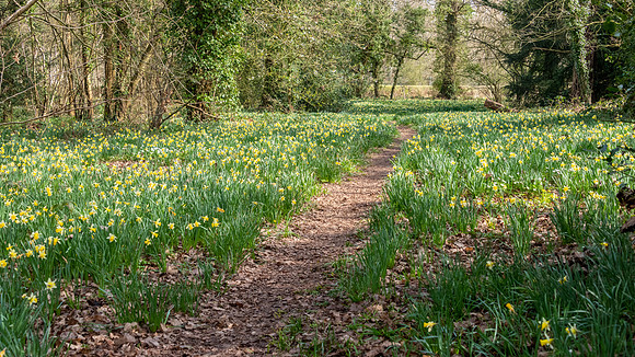 Wild Daffodils-19