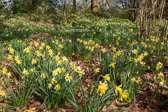 Wild Daffodils-3
