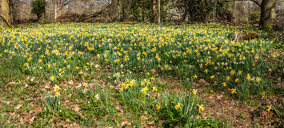 Wild Daffodils-10