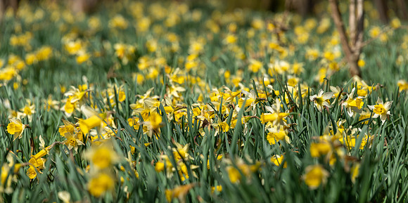 Wild Daffodils-4