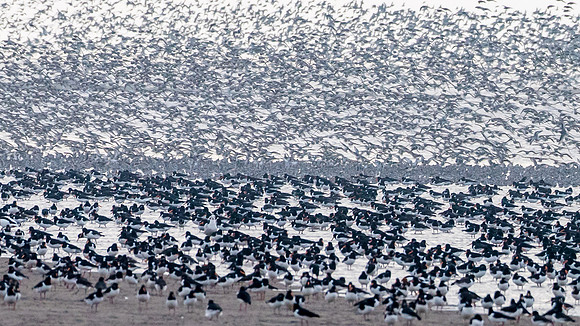 Wader Spectacular -8
